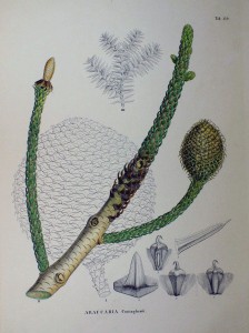 Lámina de 1870 en Flora Japonica, by Philipp Franz von Siebold and Joseph Gerhard Zuccarini.