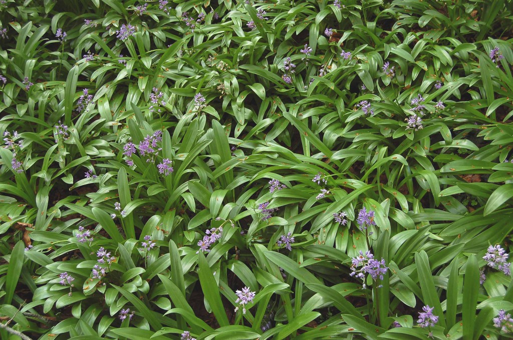 Tapiz de Scilla lilio-hyacinthus en un hayedo de Irati.