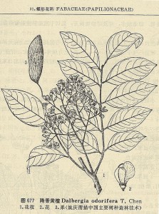 Esquema de hojas, flores y fruto de Dalbergia odorifera