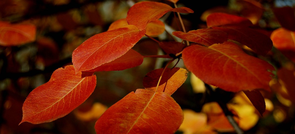 Pyrus leaves