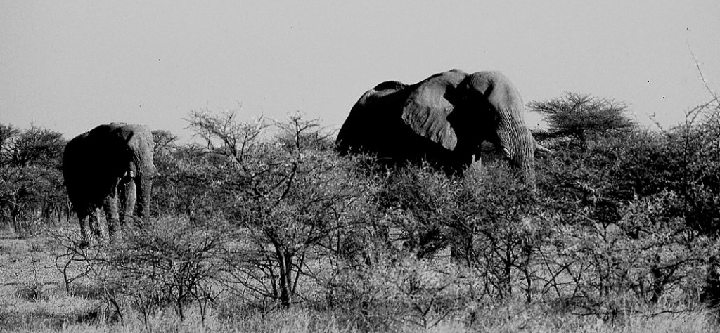 Elefantes y acacias en Etosha, Namibia, septiembre 2000.