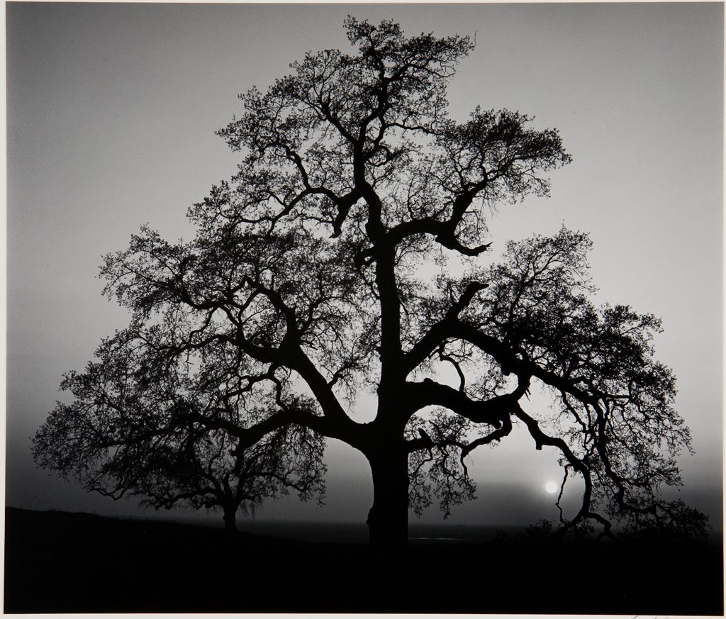 "Oak tree, Sunset City" por Ansel Adams (1962).